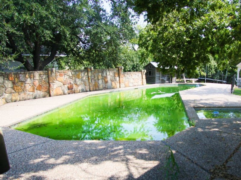 Green algae on pool walls common mistakes to avoid 2024